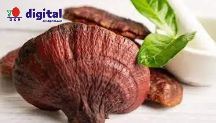 ¿Qué es el Ganoderma? Descubre sus Beneficios y Por Qué Elegir DXN 2 ganoderma 11