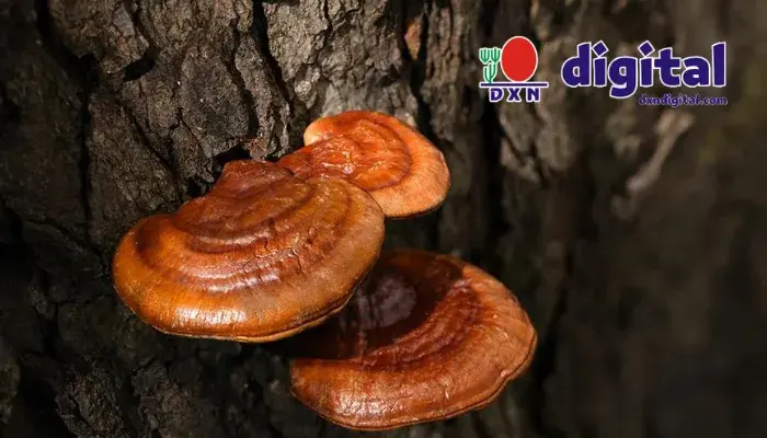 ganoderma 5